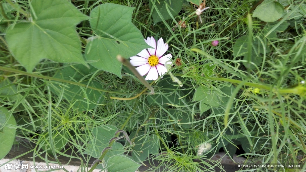 绿色植物花朵