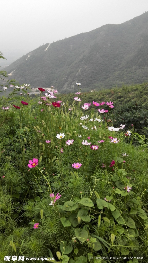 绿色植物花朵