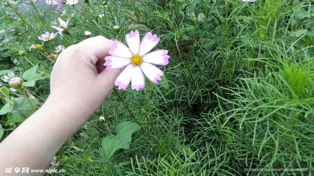 绿色植物花朵