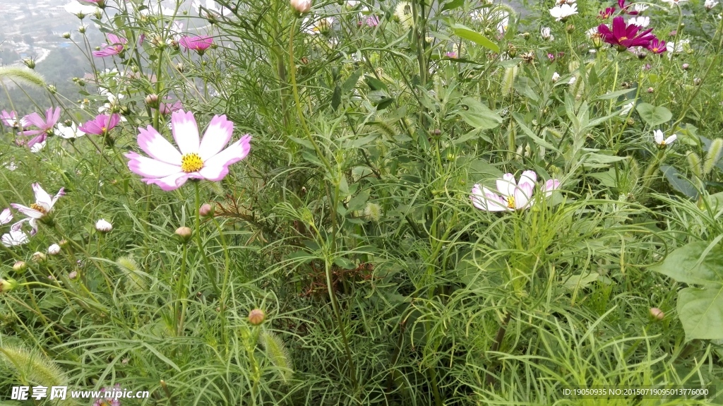 野花绿植背景