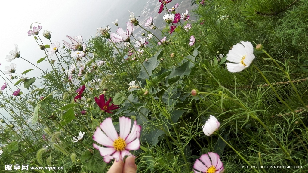 野花绿植背景