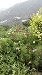 山上野花绿色植物背景