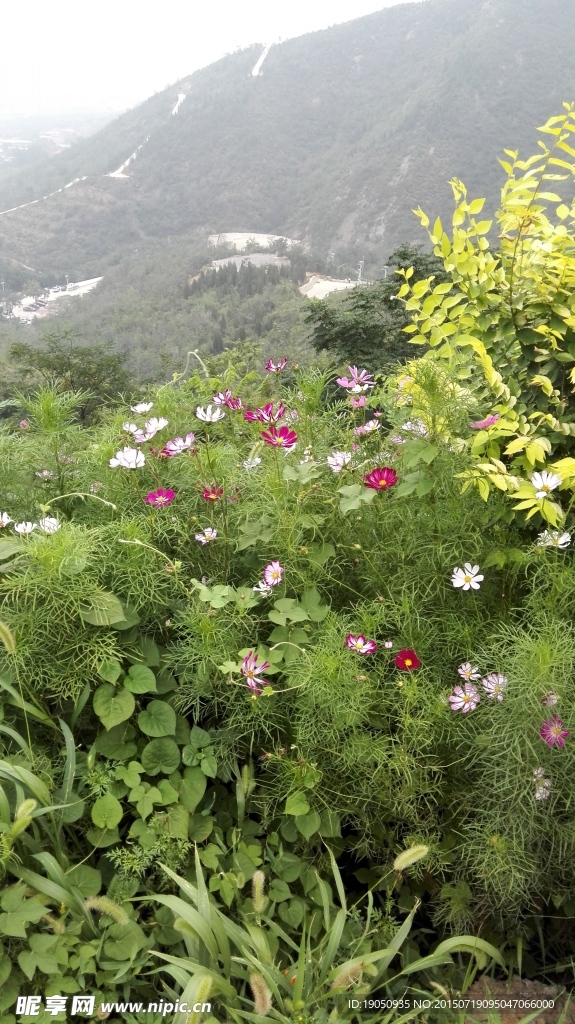 山上野花绿色植物背景