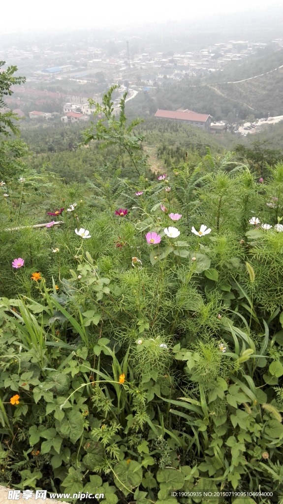 山上野花绿色植物