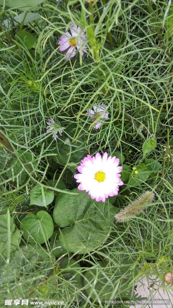 绿色植物花朵