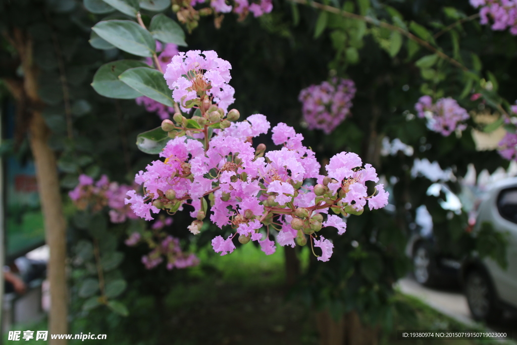 紫薇花