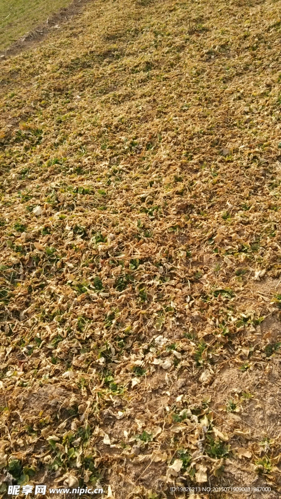 油菜苗 干枯 枯叶