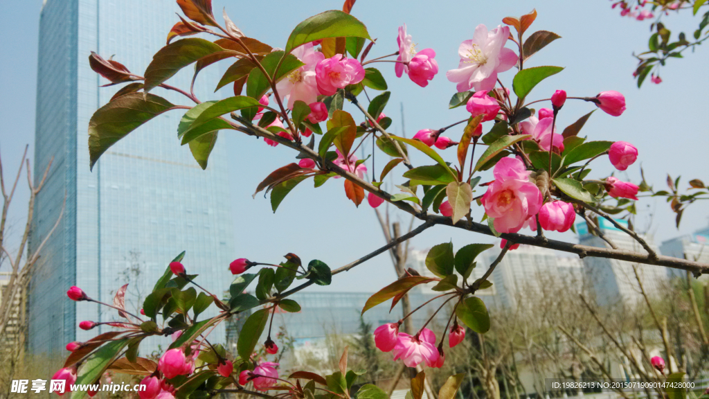 桃花 红花