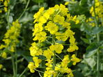 油菜花