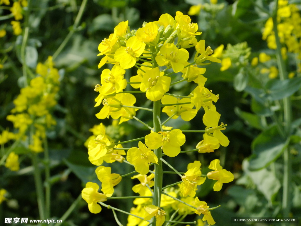 油菜花