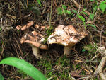 野生菌
