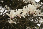玉兰花