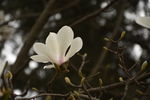 玉兰花