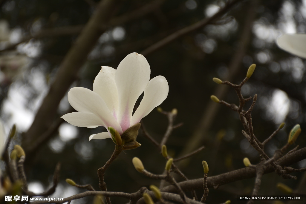 玉兰花