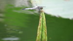 蜻蜓