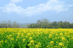 油菜花