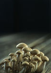 蘑菇