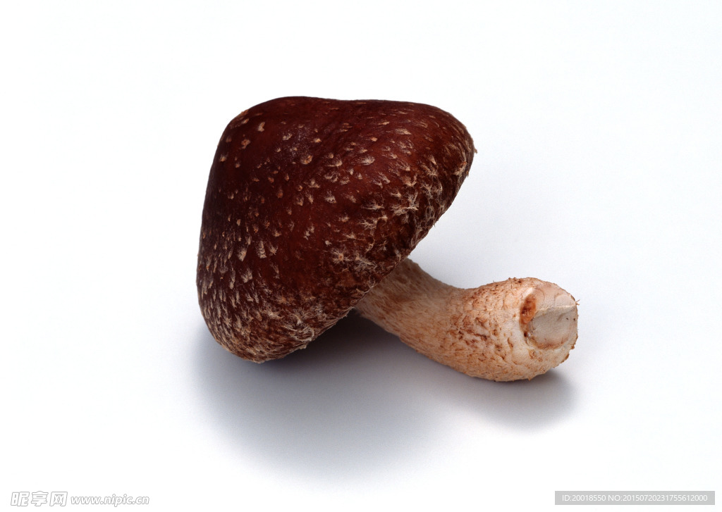 蘑菇