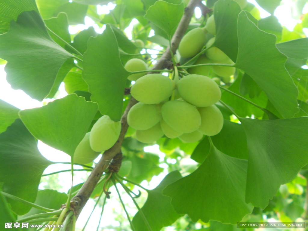 银杏 银杏叶 绿色   摄影 植物 树木 树叶