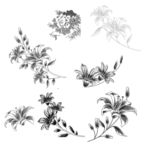 素描花
