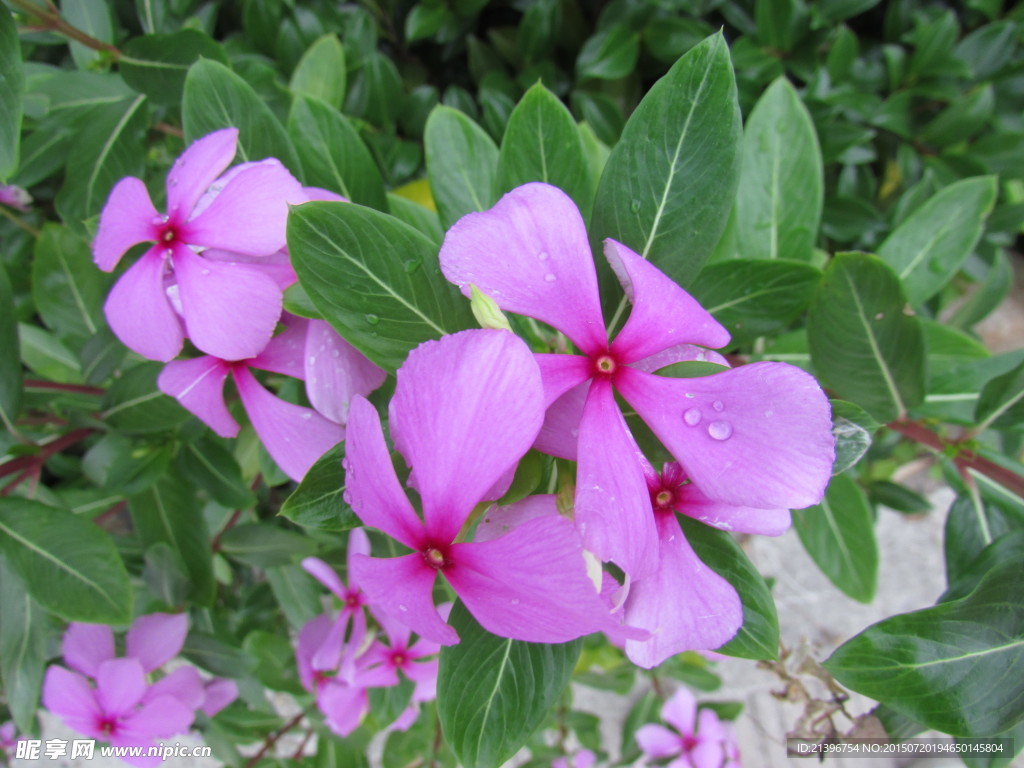 花