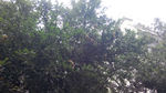 石榴树