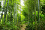 山上竹林