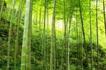 山坡上的竹子