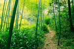 竹林小道