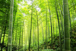 山坡竹林
