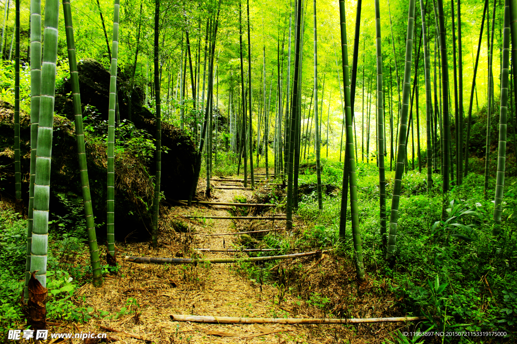深山竹林