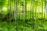 山脚竹林