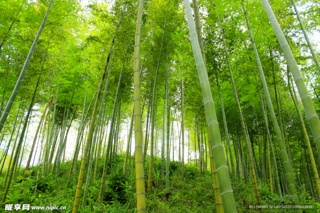 小山坡竹林