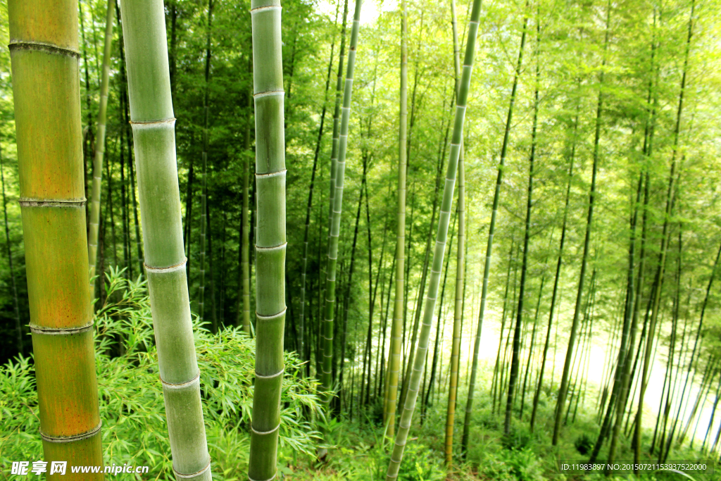 山坡上的毛竹