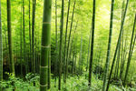 山坡下竹林