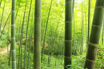 山坳竹林