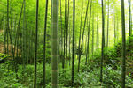 山坡竹林