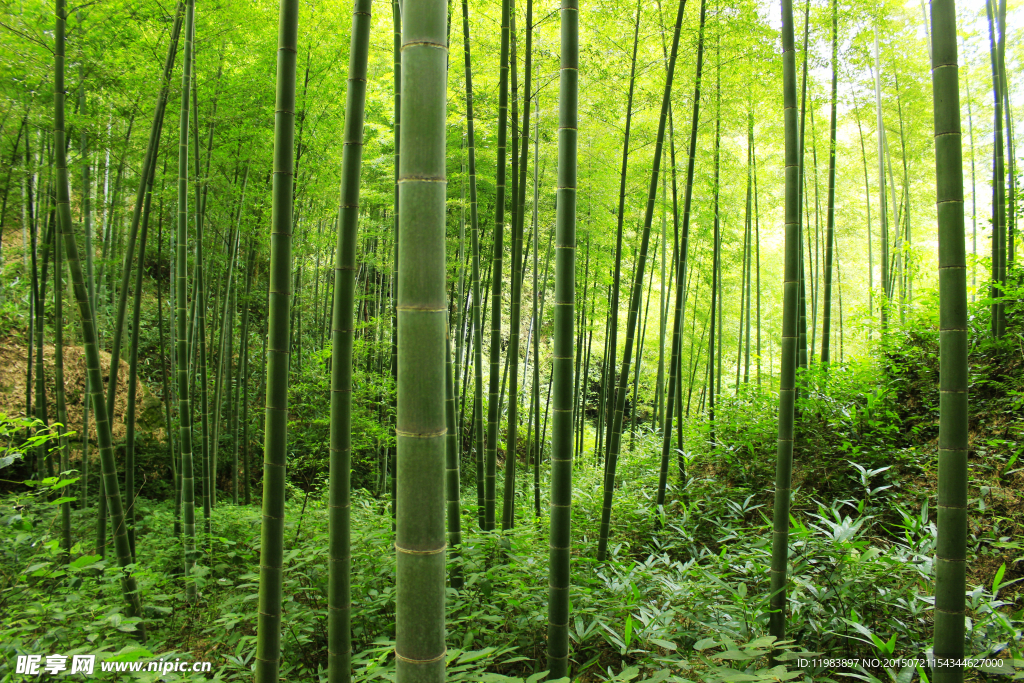 山坡竹林