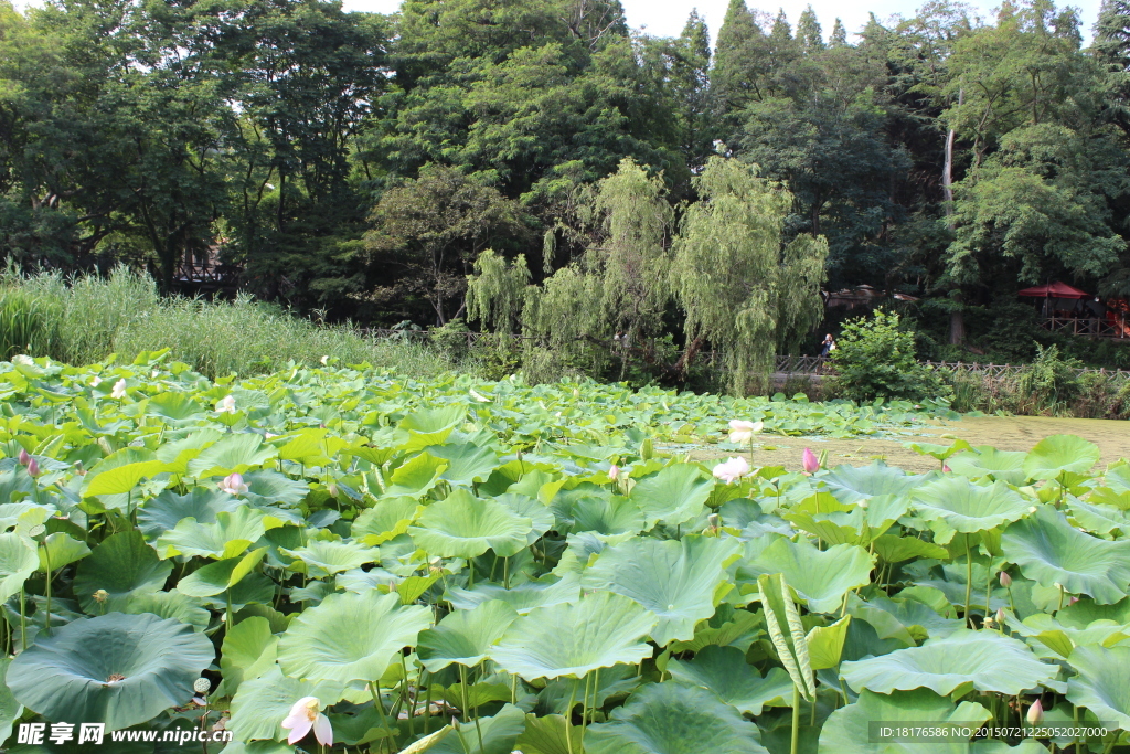 夏日里的荷花