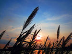 夕阳