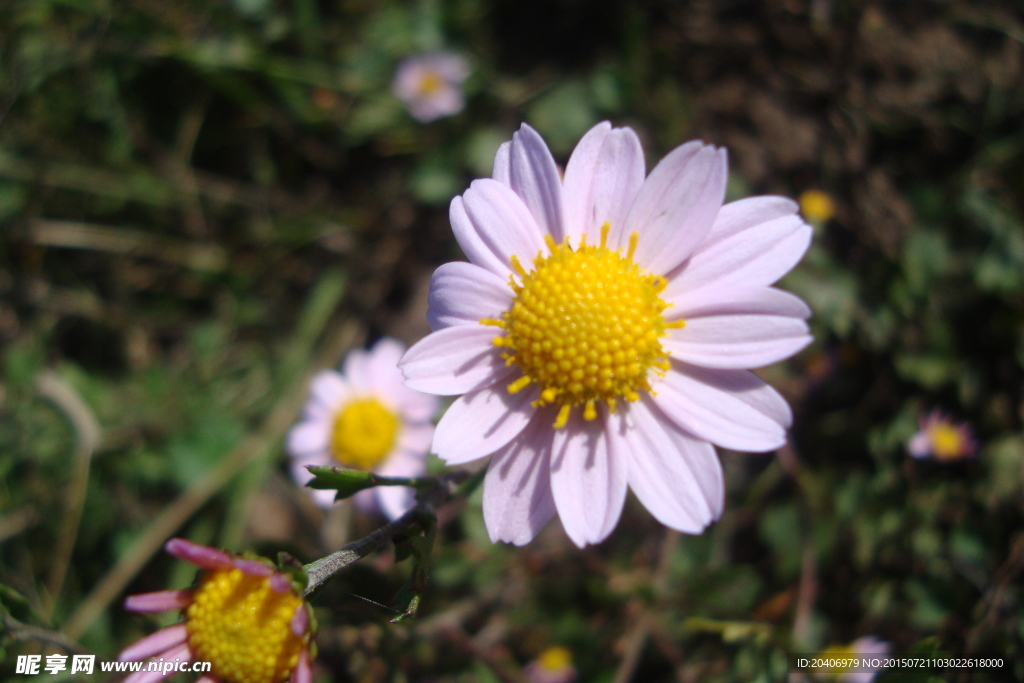 小花