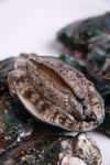大连鲍