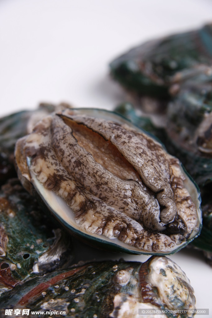 大连鲍