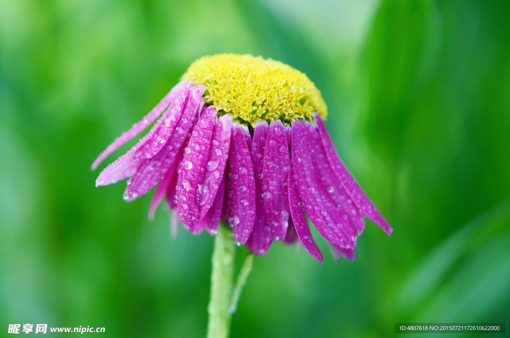 小花