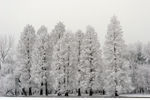 雪景