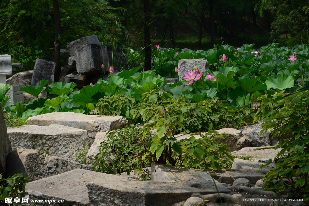 圆明园夏莲