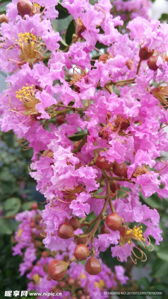 繁花二