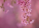 樱桃花