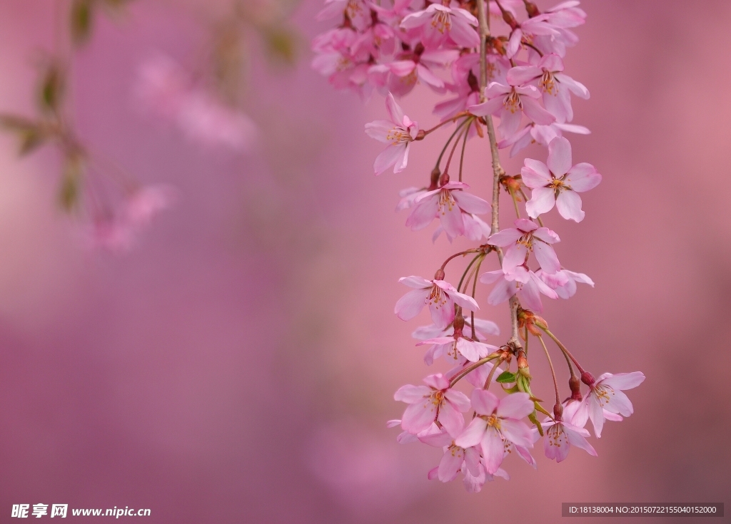 樱桃花