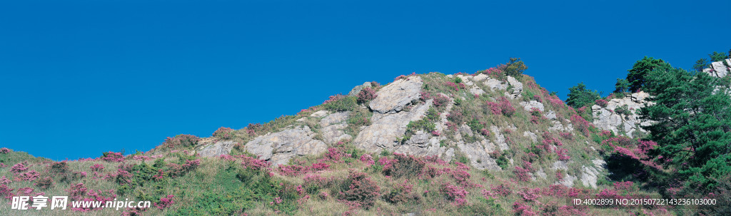 山坡野花远距离拍照高像素风景